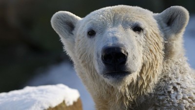 خرس-خرس قطبی-سفید-حیوان-حیوانات